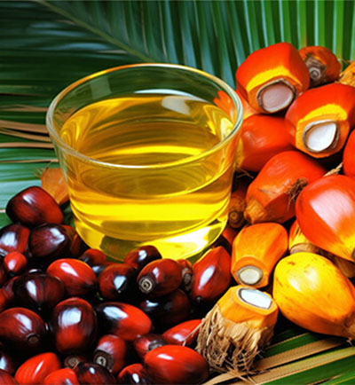 Palm oil production line