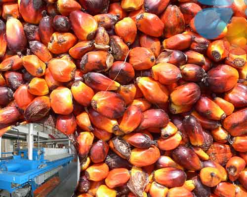 Palm fruit oil production line