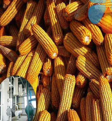 Corn Germ oil production line