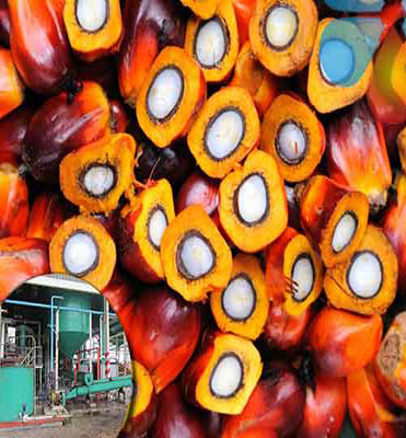 Palm fruit oil production line