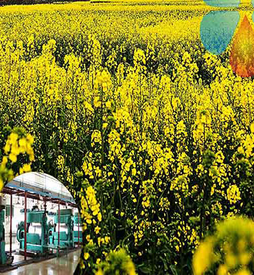 Rapeseed oil production line