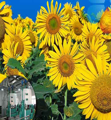 Sunflower oil production line